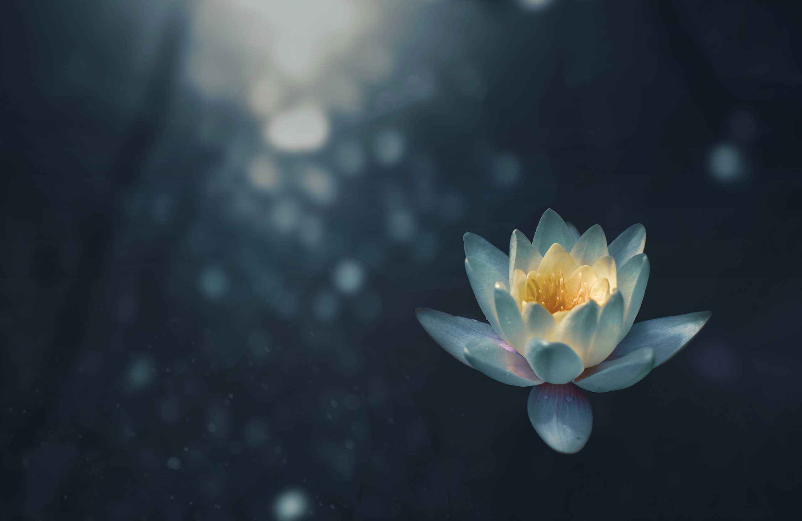 A picture of a blue lotus flower floating on a dreamy, still pond